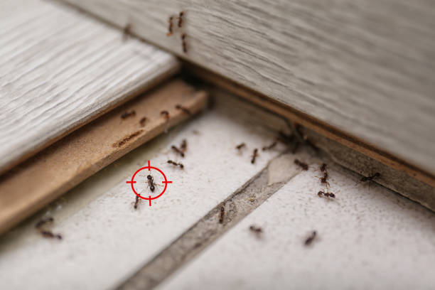 Best Residential Pest Control  in Braddock Hills, PA