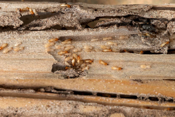 Professional Pest Control in Braddock Hills, PA