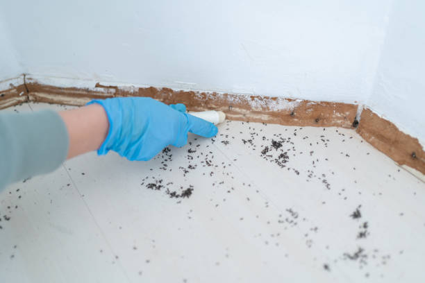 Best Mosquito Control Services  in Braddock Hills, PA